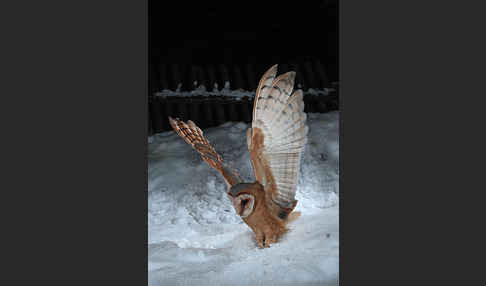 Schleiereule (Tyto alba)