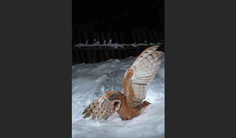 Schleiereule (Tyto alba)