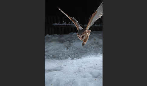 Schleiereule (Tyto alba)