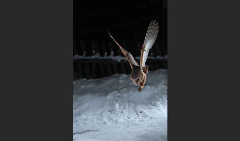 Schleiereule (Tyto alba)