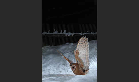 Schleiereule (Tyto alba)