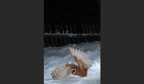 Schleiereule (Tyto alba)