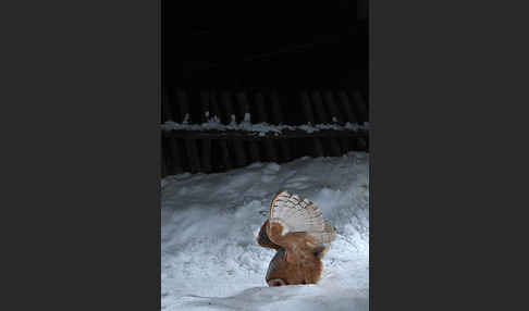 Schleiereule (Tyto alba)