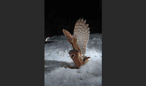 Schleiereule (Tyto alba)