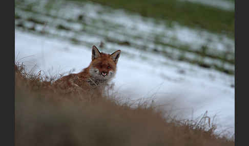 Rotfuchs (Vulpes vulpes)