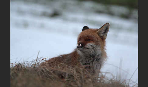 Rotfuchs (Vulpes vulpes)