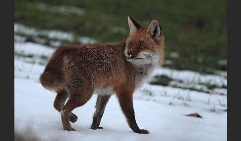 Rotfuchs (Vulpes vulpes)