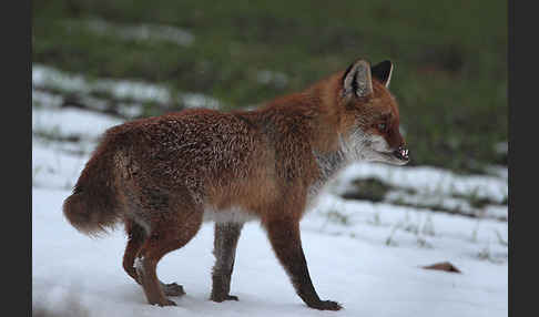 Rotfuchs (Vulpes vulpes)