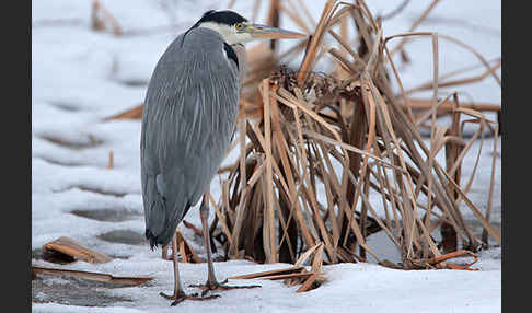 Graureiher (Ardea cinerea)