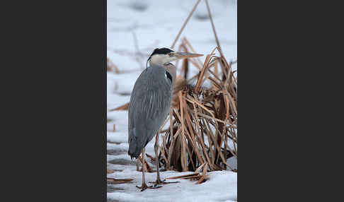 Graureiher (Ardea cinerea)