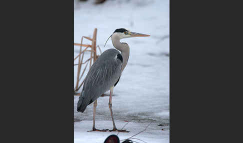 Graureiher (Ardea cinerea)