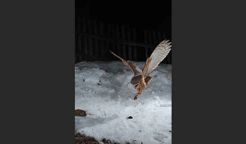 Schleiereule (Tyto alba)