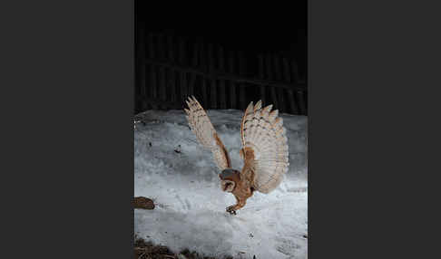 Schleiereule (Tyto alba)