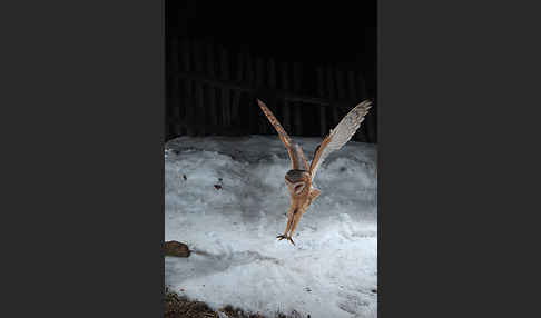 Schleiereule (Tyto alba)