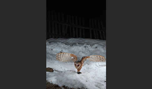 Schleiereule (Tyto alba)