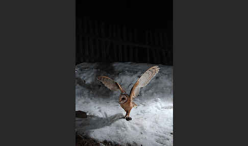 Schleiereule (Tyto alba)