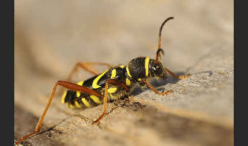 Gemeiner Widderbock (Clytus arietis)