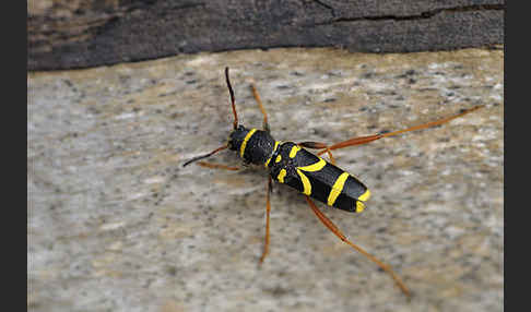 Gemeiner Widderbock (Clytus arietis)