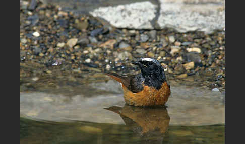 Gartenrotschwanz (Phoenicurus phoenicurus)