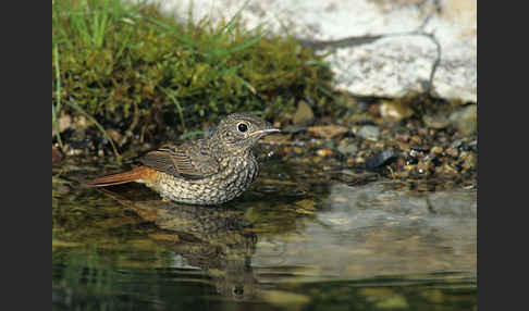 Gartenrotschwanz (Phoenicurus phoenicurus)