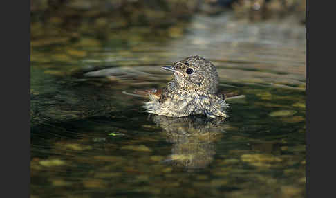 Gartenrotschwanz (Phoenicurus phoenicurus)