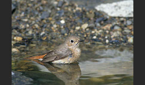 Gartenrotschwanz (Phoenicurus phoenicurus)