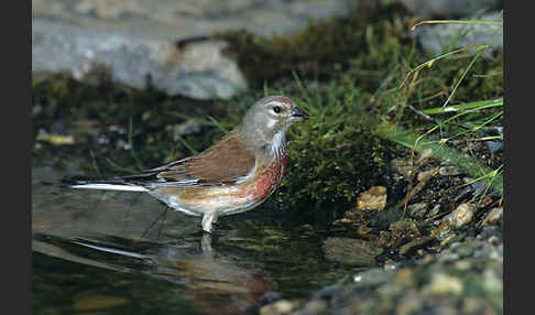 Bluthänfling (Acanthis cannabina)