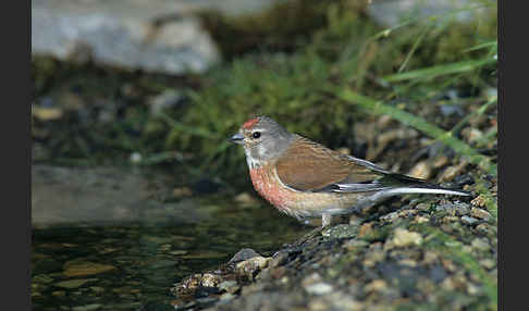 Bluthänfling (Acanthis cannabina)