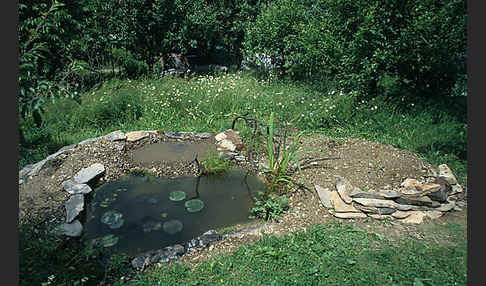 Vogelbad (bird bath)