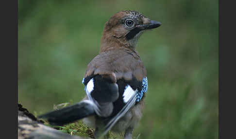 Eichelhäher (Garrulus glandarius)