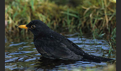 Amsel (Turdus merula)