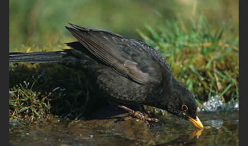 Amsel (Turdus merula)