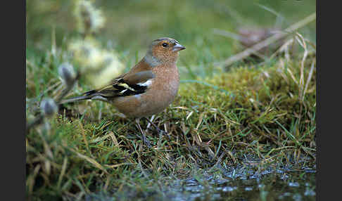 Buchfink (Fringilla coelebs)