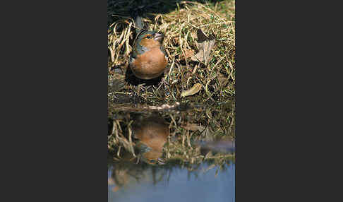 Buchfink (Fringilla coelebs)