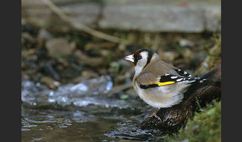 Stieglitz (Carduelis carduelis)