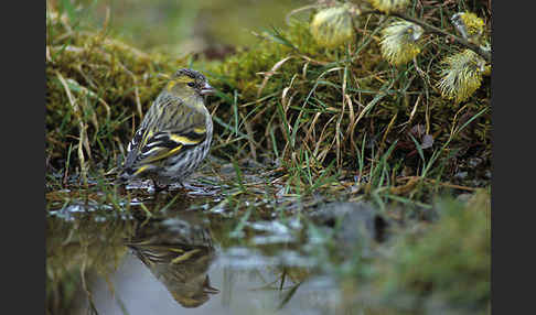 Erlenzeisig (Carduelis spinus)