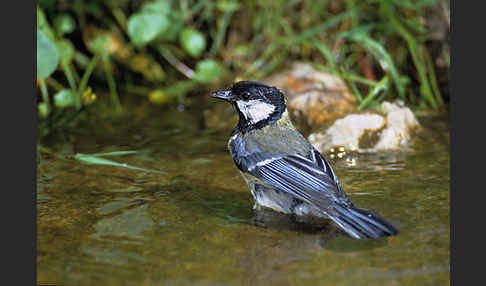 Kohlmeise (Parus major)