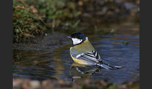 Kohlmeise (Parus major)