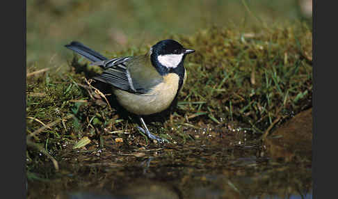 Kohlmeise (Parus major)