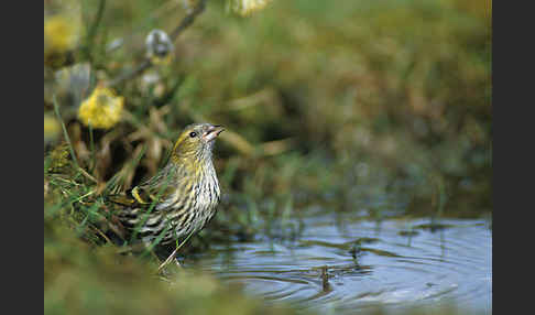 Erlenzeisig (Carduelis spinus)