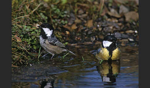 Kohlmeise (Parus major)