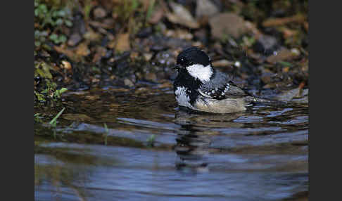 Tannenmeise (Parus ater)