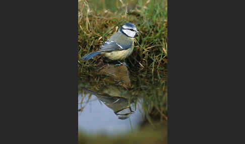 Blaumeise (Parus caeruleus)