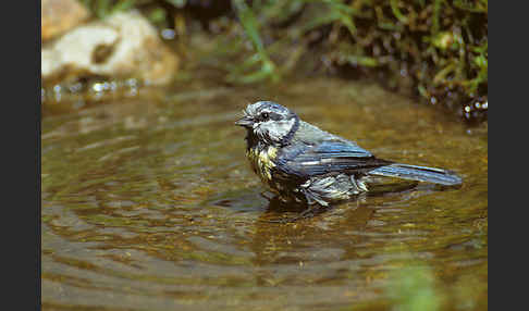 Blaumeise (Parus caeruleus)