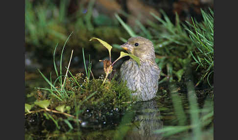 Grünfink (Carduelis chloris)