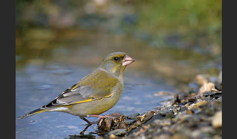 Grünfink (Carduelis chloris)