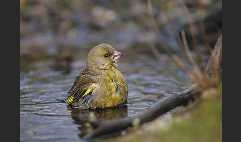 Grünfink (Carduelis chloris)