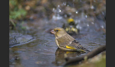 Grünfink (Carduelis chloris)