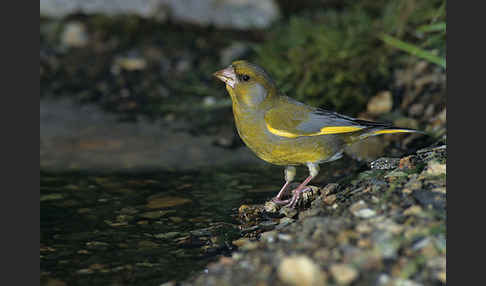 Grünfink (Carduelis chloris)