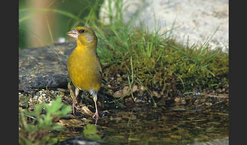 Grünfink (Carduelis chloris)